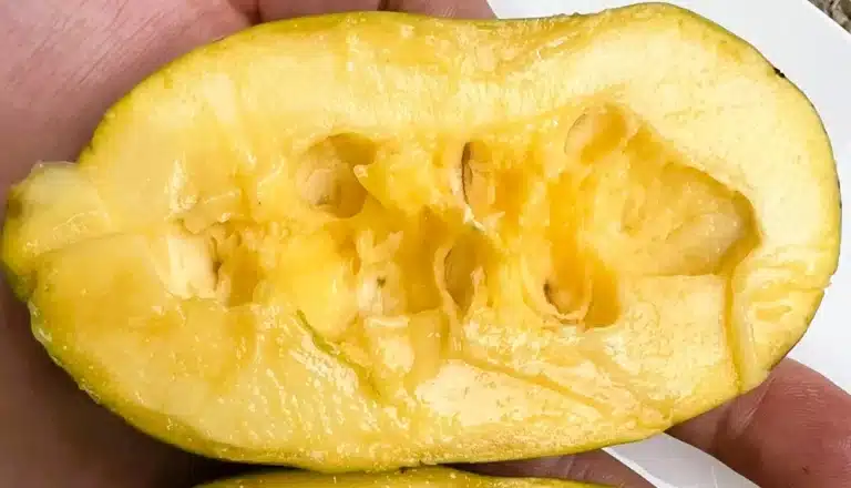 asimine, fruit de l'asiminier jerry's delight, pawpaw asimina triloba fruit jaune