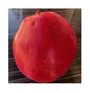 coing fruit rouge de la variété de cognassier kirmizi ayva, arbre fruitier resistant rustique