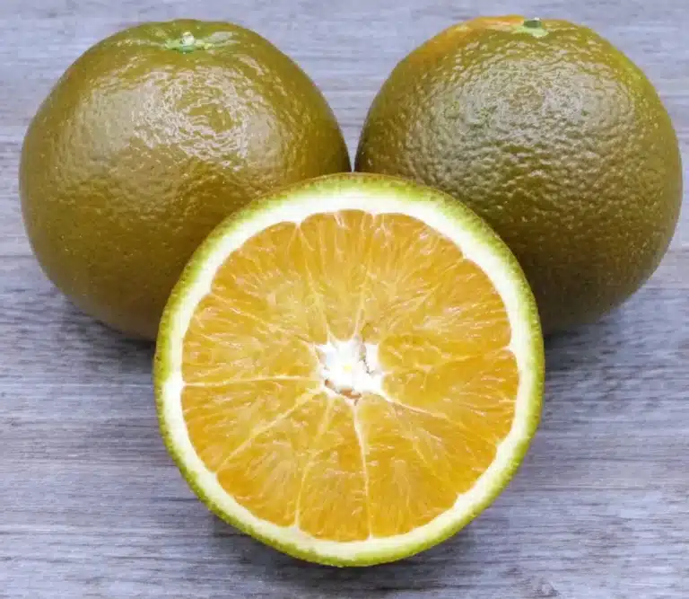 orange de la variété d'oranger CHOCOLATE, fruit de couleur originale marron cuivrée, magnifique orange, arbre fruitier rare de la pépinière du bosc