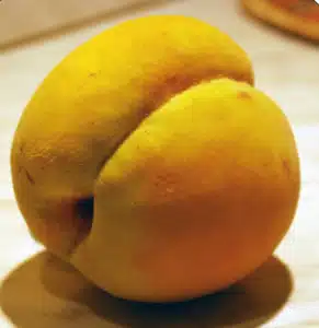 pêche de la variété de pêcher Coing, vieille variété résistante et très tardive, arbre frutier rustique de la pépinière du bosc