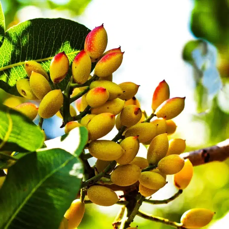pistache sur l'arbre, pistachier variété Larnaka, pistachier du froid