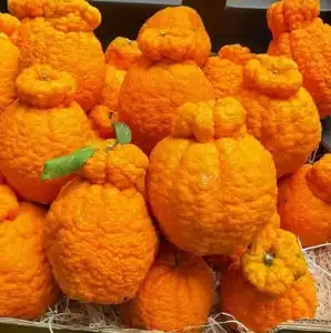 Shiranui Dekopon Subarashi, agrume rare japonais, goût et consistance exceptionnel, plants sur FA5 vendus à la pépinière du bosc