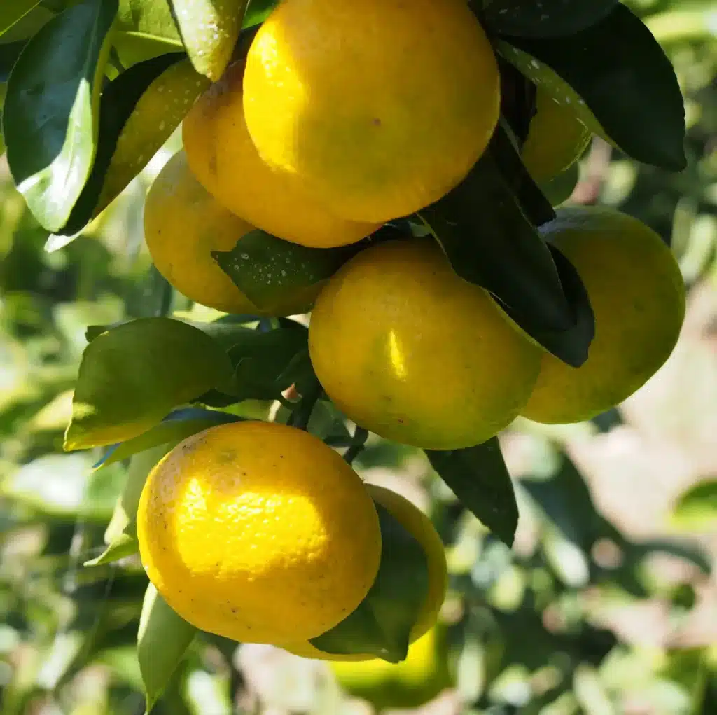 Citrons Yuko sur l'arbre en grappes