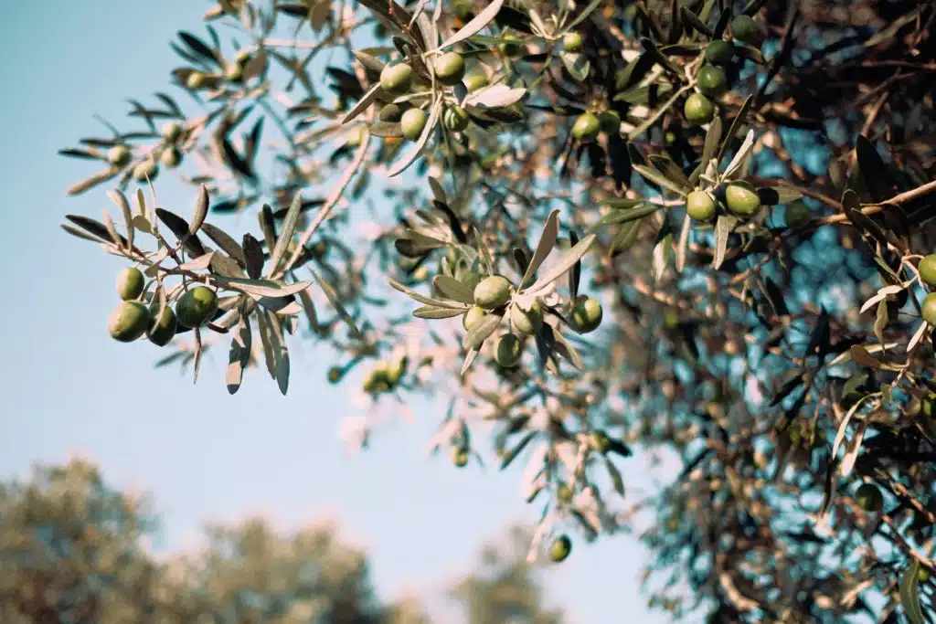 olivier taille de la branche, olive, comment tailler un olivier