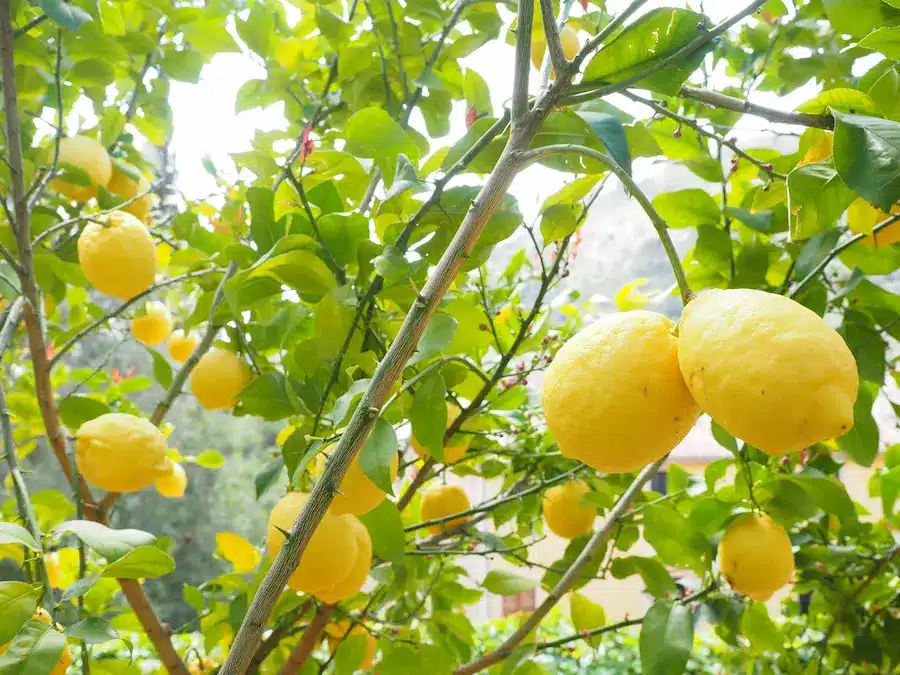 citronnier-Pezenas-4-saisons-en-pot-Pepiniere-du-Bosc branche de citronnier avec citrons