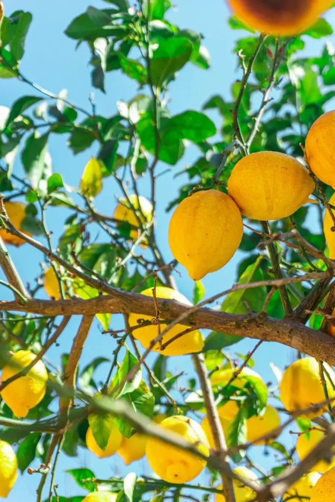 citrons