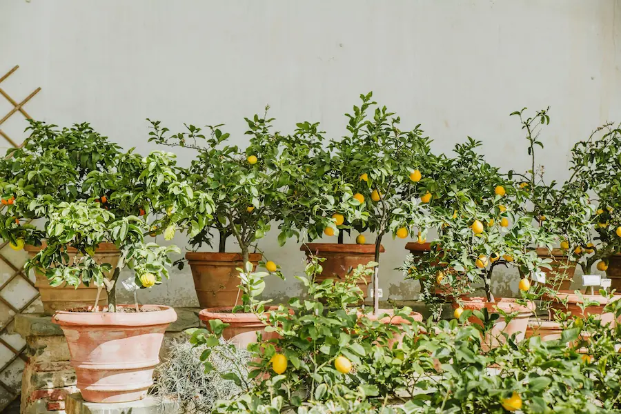 Citronniers en pots abrités avec citrons