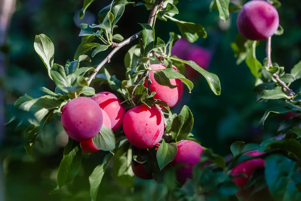 Biricoccolo abricot prune aux fruits rouge pourpre mûrs sur une branche