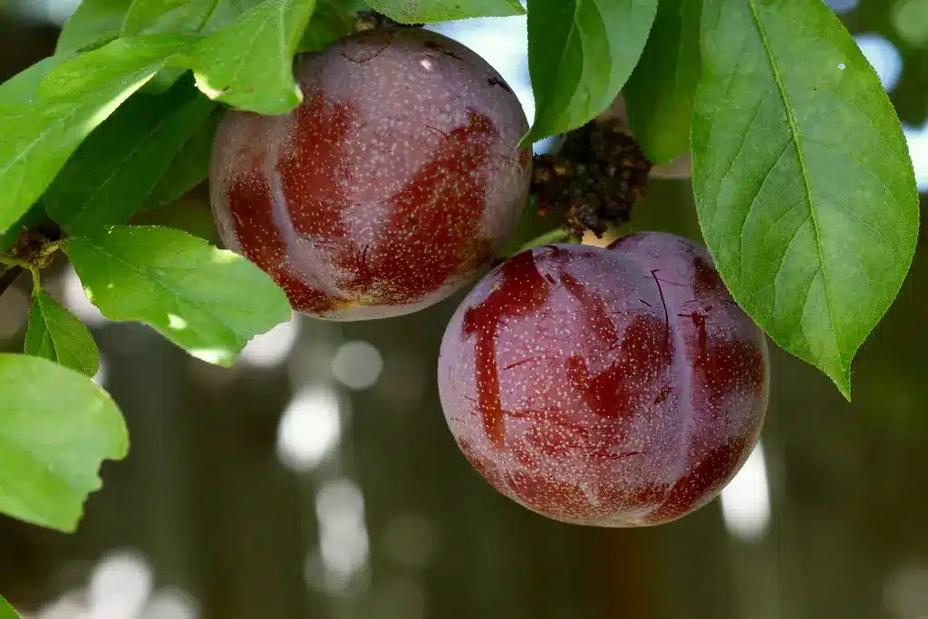 Abricot prune aux fruits rouge violacé mûrs sur une branche