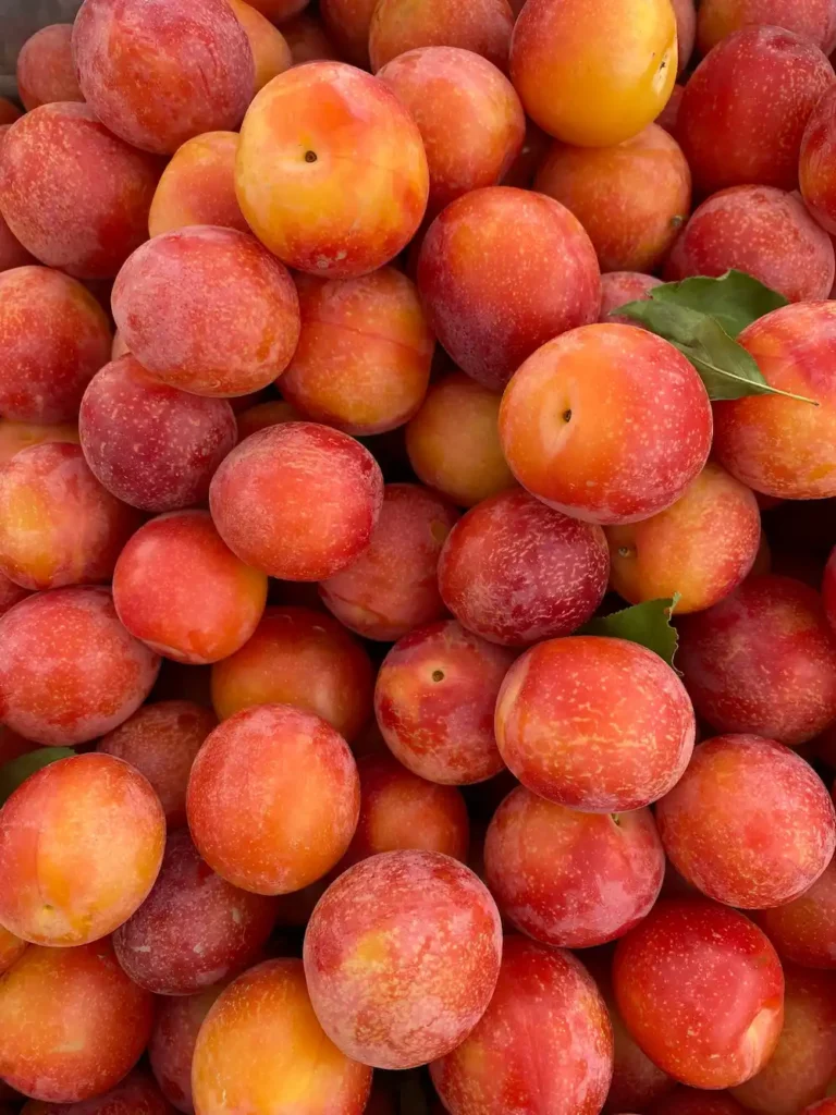 fruit orange rouge d'abricot-prune après cueillette