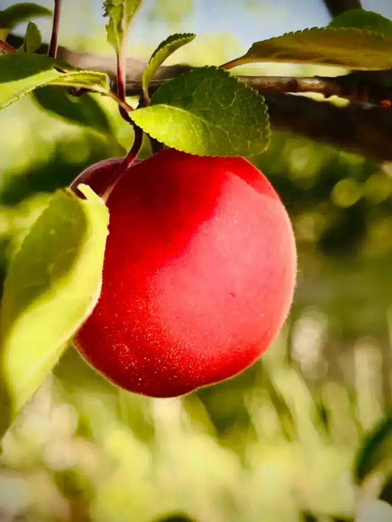 biricoccolo rouge mûr sur l’arbre