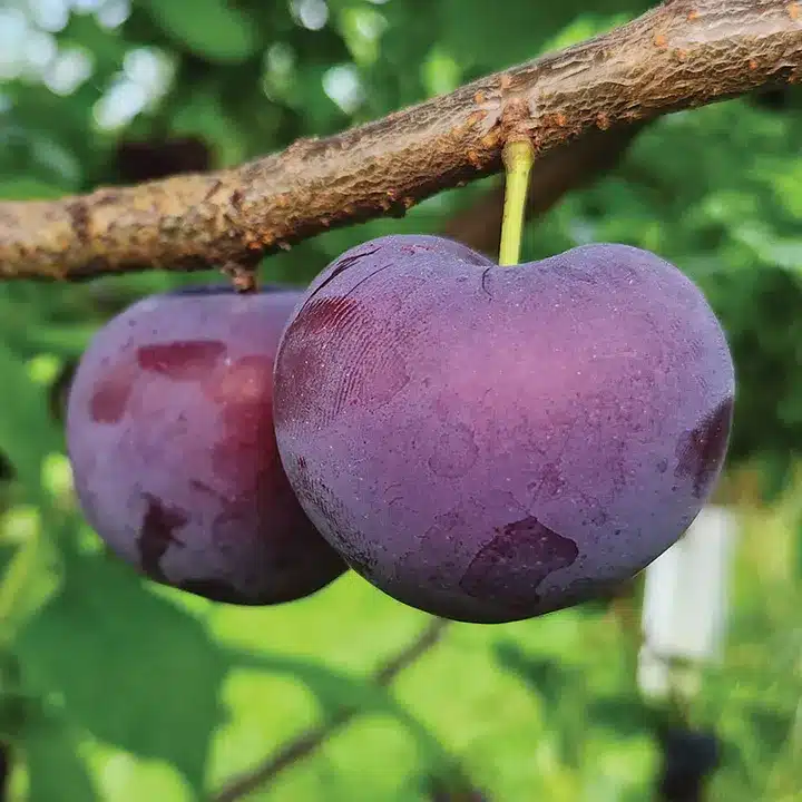 fruit pourpre d'un hybride Chum sur l'arbre