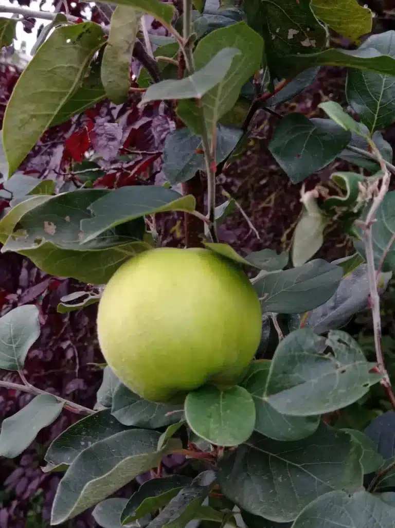 Fruit du Cydolus Rudenkoana hybride entre pommier et cognassier