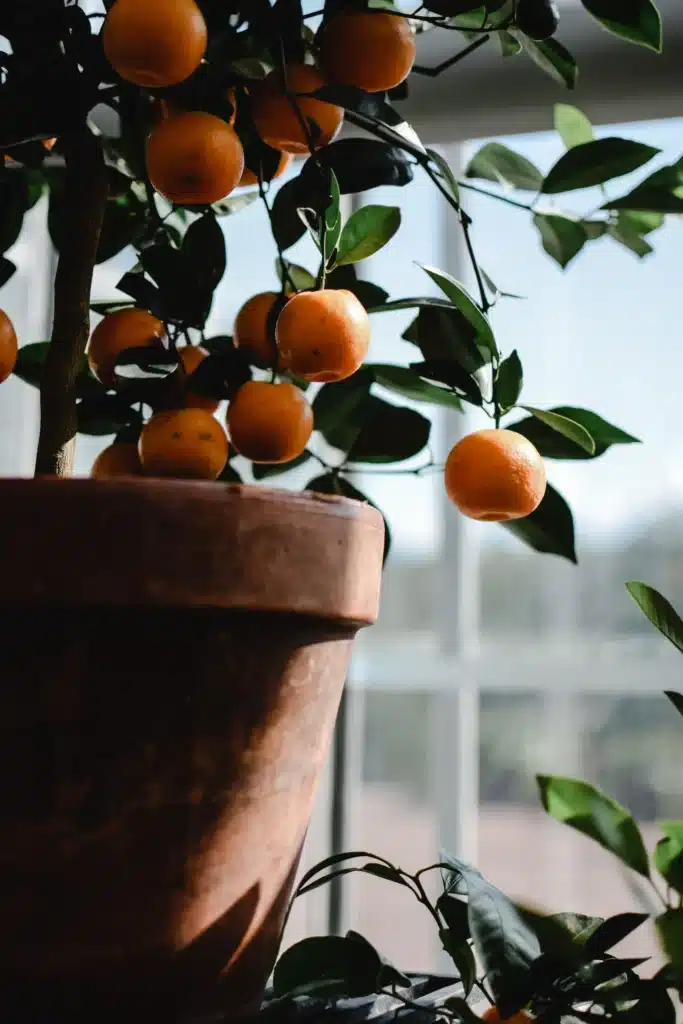 Mandarinier en pot en terre cuite portant de nombreuses mandarines mûres