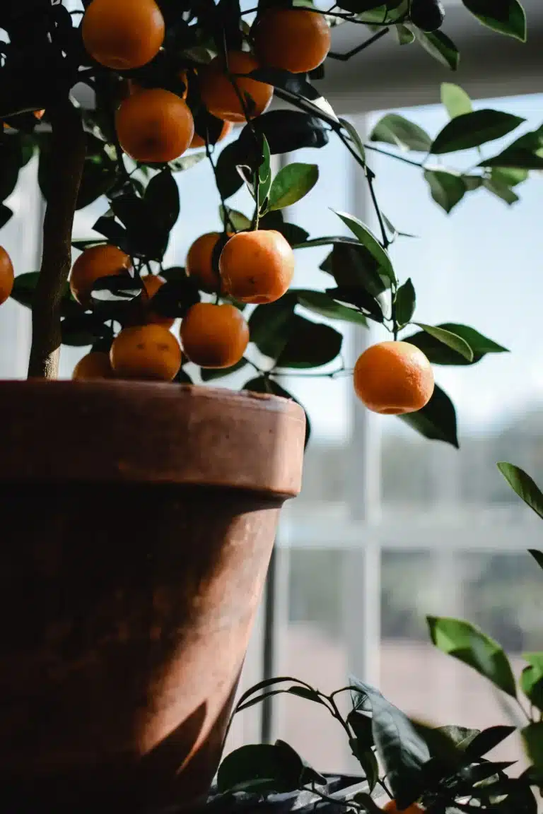 Mandarinier en pot en terre cuite portant de nombreuses mandarines mûres