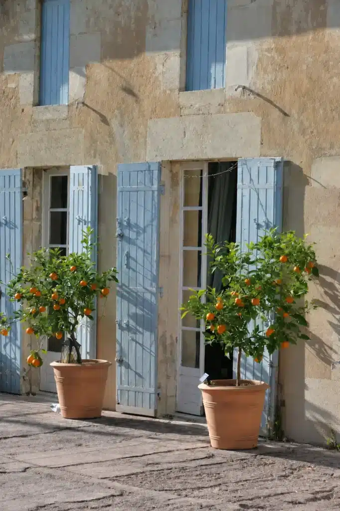 Mandariniers en pot sur terrasse