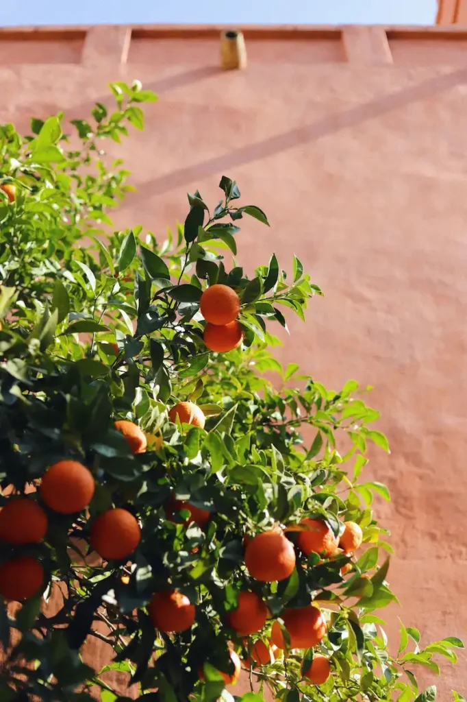 Mandarinier chargé de mandarines mûres cultivé contre un mur