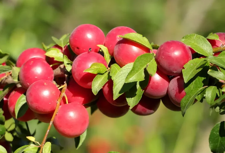 Pluerry aux fruits rouges mûrs sur une branche