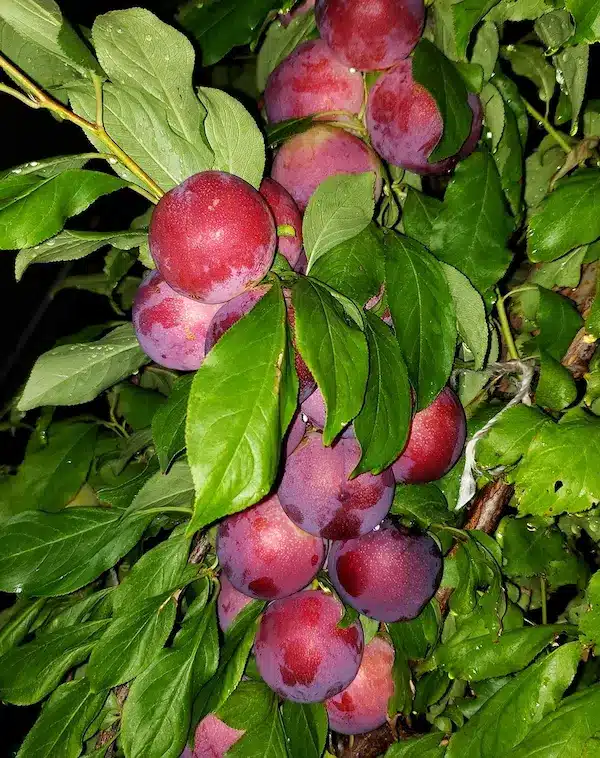 fruit violet rouge du pluerry sugar twist sur sa branche