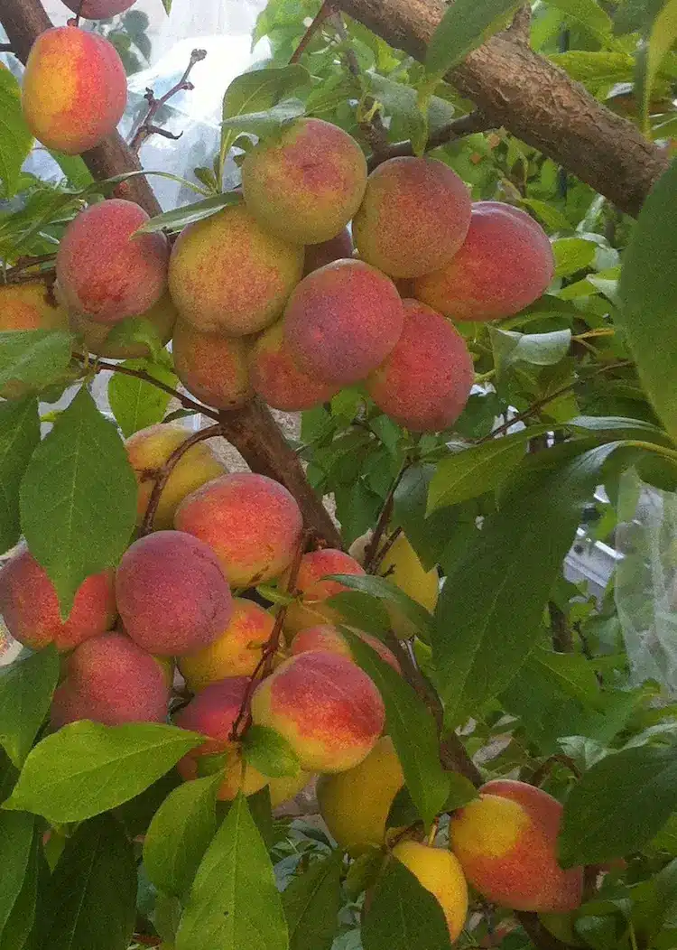 fruit du pluot flavor grenade sur l'arbre