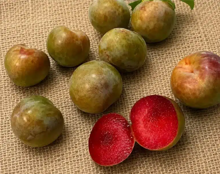 fruit du pluot flavor supreme étalés sur une toile
