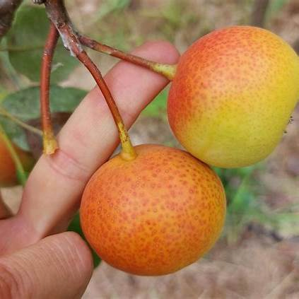 Fruits du Sorbopyrus poire de Bollwiller mûrs sur l’arbre