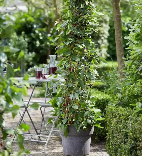 Mûrier nain Mojo Berry au port compact en pot