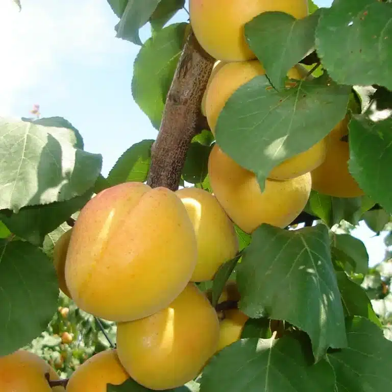 Abricots jaunes de l'abricotier Dulciné sur l'arbre