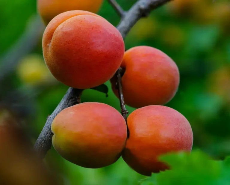 Abricots Fin Août orange et rouge mûrs sur l’arbre
