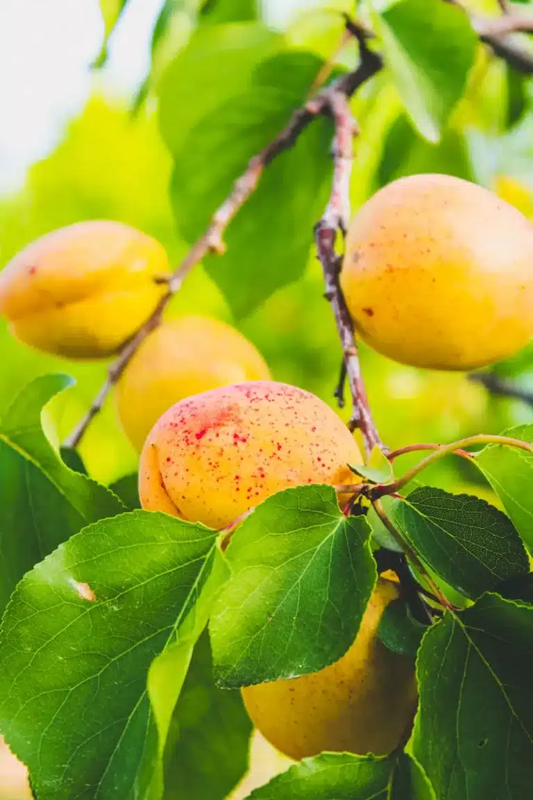Abricots Luizet jaunes orangés légèrement rosés sur l’arbre