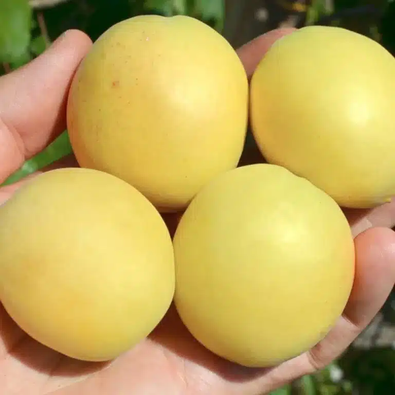 Abricots Shalakh Ananas jaunes à maturité