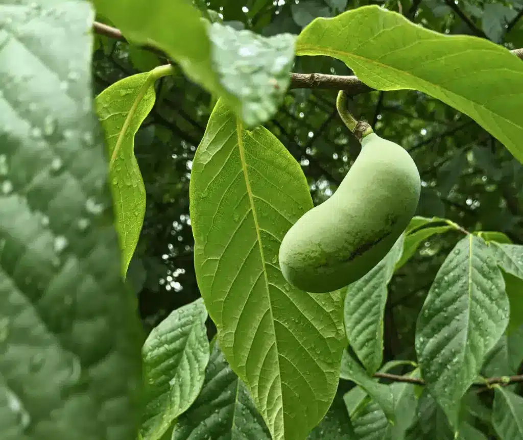 Fruit d’Asimina triloba sur un asiminier