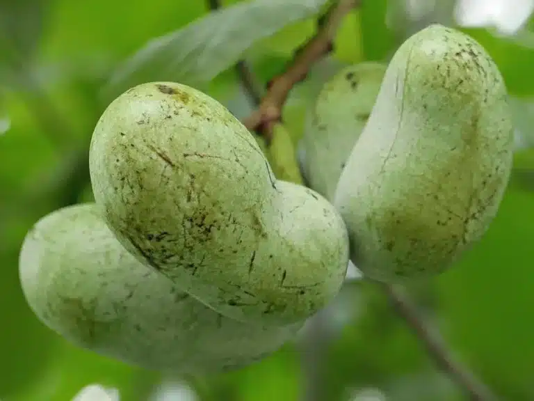 Fruits de l’asiminier Cantaloupe sur l’arbre