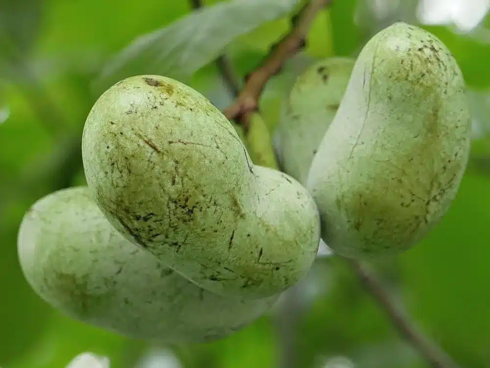 Fruits de l’asiminier Cantaloupe sur l’arbre