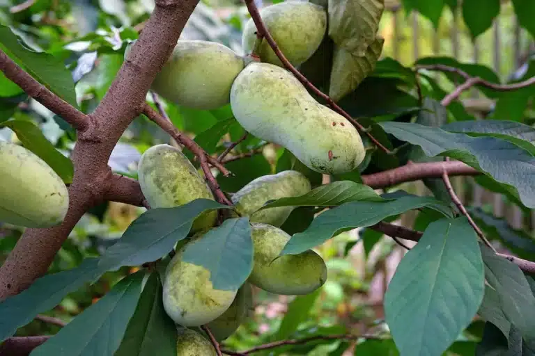 Fruits de l’asiminier Pina Colada sur l’arbre