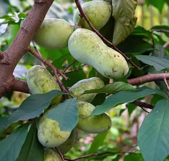 Fruits de l’asiminier Pina Colada sur l’arbre