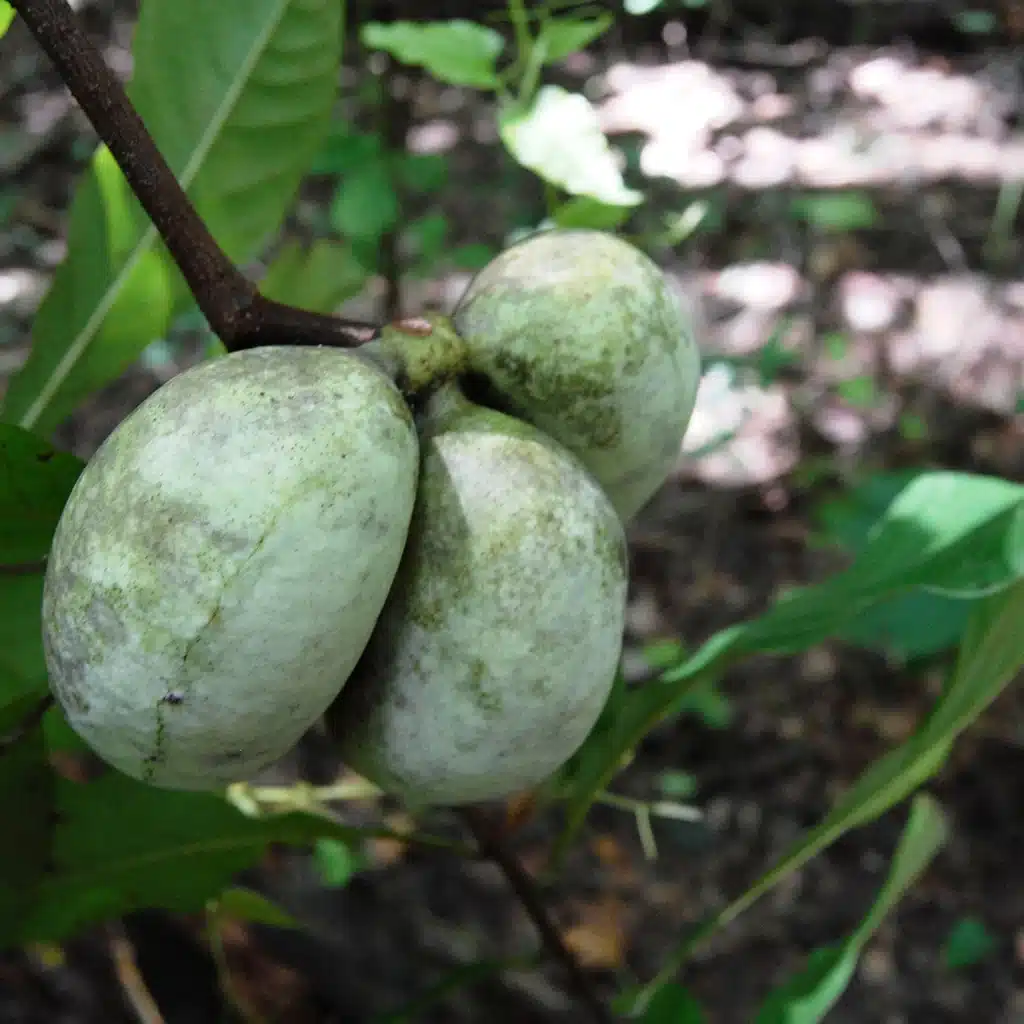 Fruits de l’asiminier VE21 sur l’arbre