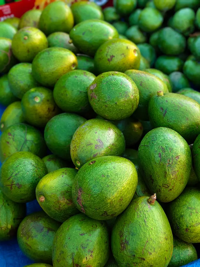 Avocats Fuerte verts à peau lisse