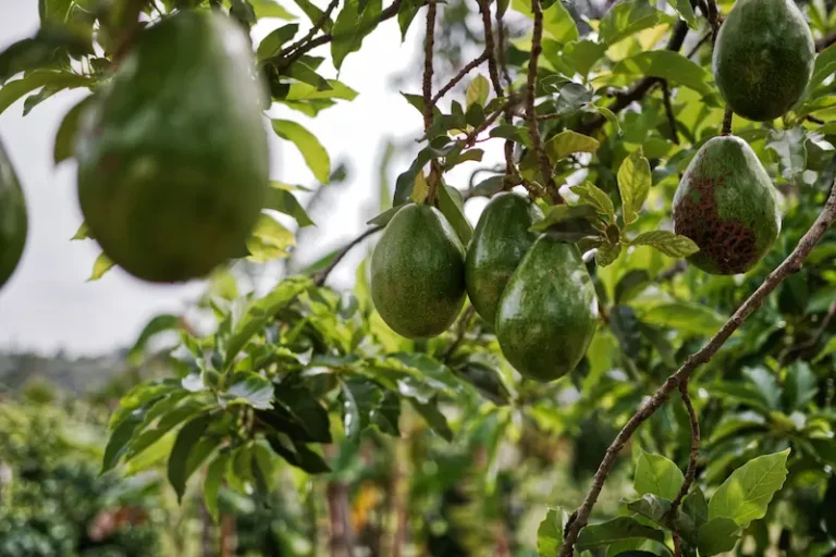 Avocats Zutano verts sur l’arbre