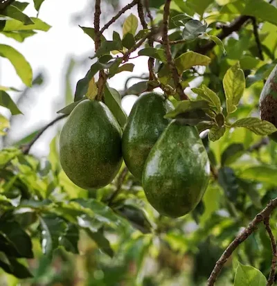 Avocats Zutano verts sur l’arbre