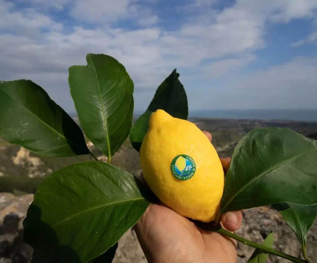 Citron Rocca Imperiale jaune mûr sur l’arbre