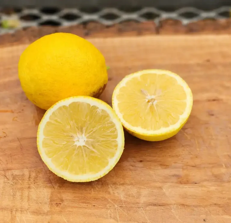 Fruit du Citrus Lemonade coupé montrant sa chair jaune juteuse