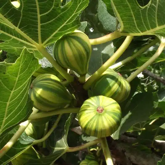 Figues rayées du figuier Panachée sur l’arbre