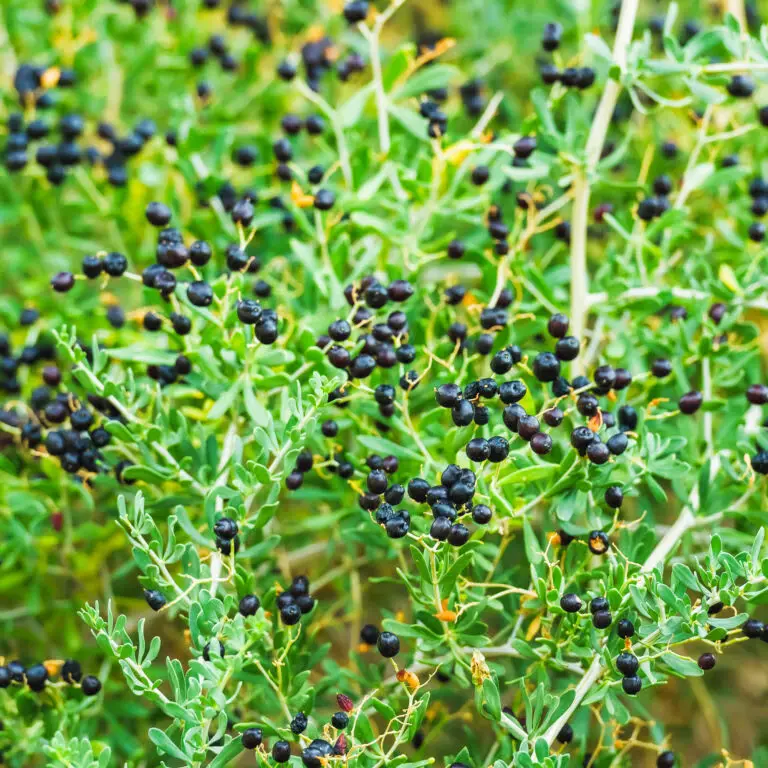 Baies noires du goji noir Lycium ruthenicum sur l’arbuste