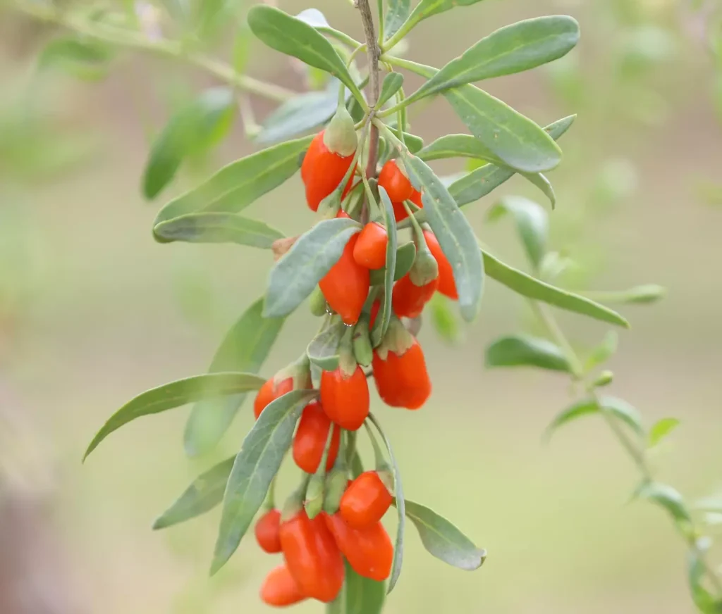 Baies rouges du goji Princess Tao sur l’arbuste