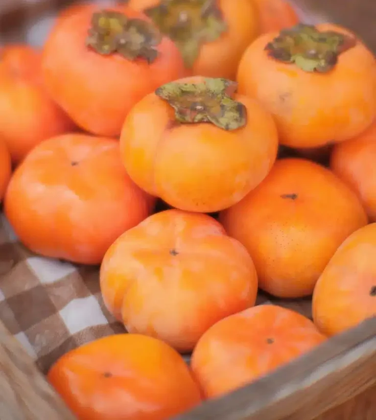Kakis Kodagosho orange rouge mûrs