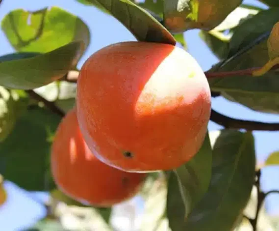Kaki Tokyogosho rouge orangé mûr sur l’arbre