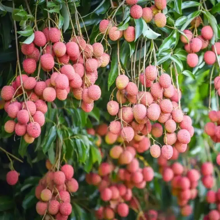 Grappes de litchis Kwai Mai Pink roses sur l’arbre
