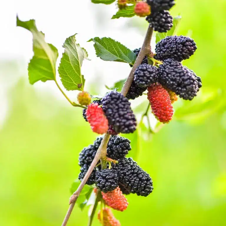 Fruits rouges et noirs du mûrier alba Milanówek sur l’arbre
