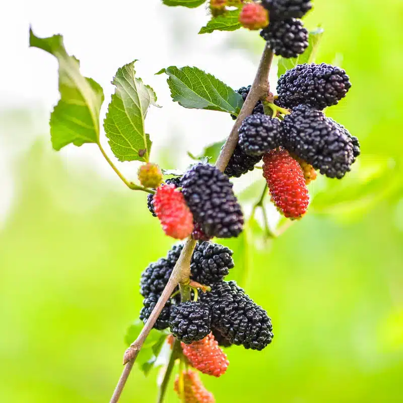 Fruits rouges et noirs du mûrier alba Milanówek sur l’arbre